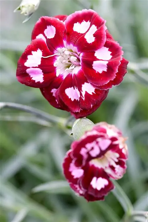 Фруктовый пунш 'Apple Slice' Dianthus