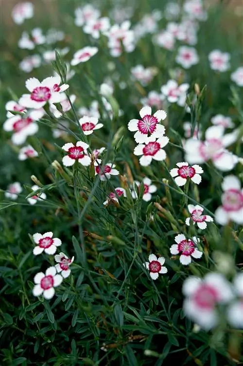 'Арктический огонь' Maiden Pinks