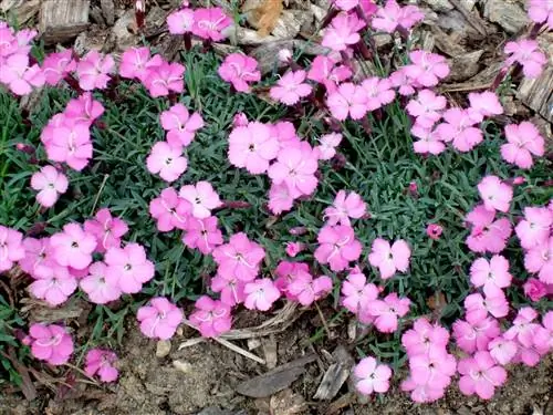Розовый чеддер 'La Bourboule Pink'