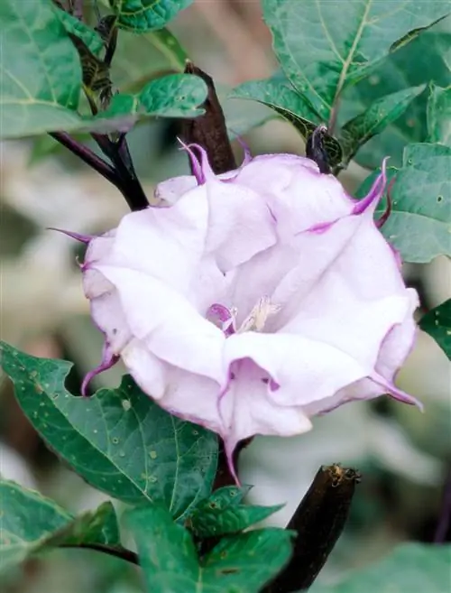 Datura 'Blackcurrant Swirl' луноцвет