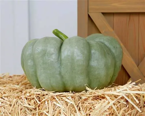 зеленый сорт тыквы «голубая кукла» на соломе зеленый сорт тыквы «голубая кукла» на соломе