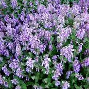 Nepeta mussinii персидская кошачья мята