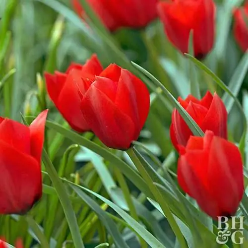 Tulipa batalinii 'Red Hunter' Tulipa batalinii 'Red Hunter'