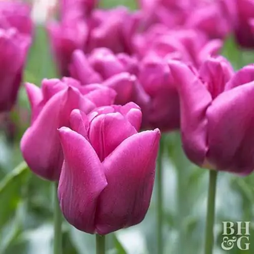 Tulipa Passionale 'Triumph Tulip' Tulipa Passionale 'Triumph Tulip'