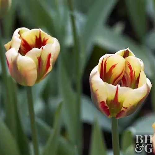 Тюльпан Viridiflora Flaming Spring Green Тюльпан Viridiflora Flaming Spring Green