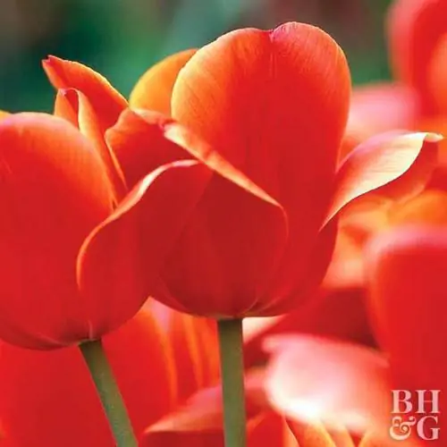 Tulipa 'Ad Rem' (гибридный тюльпан Дарвина) Tulipa 'Ad Rem' (гибридный тюльпан Дарвина)