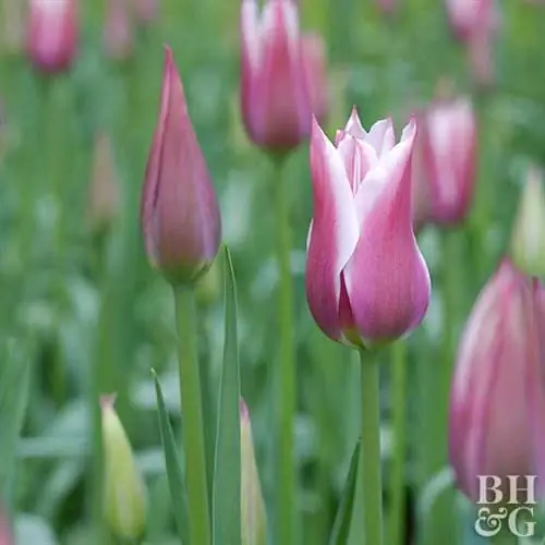 Тюльпан Баллада 'Lily-Flower Tulip' Тюльпан Баллада 'Lily-Flower Tulip'