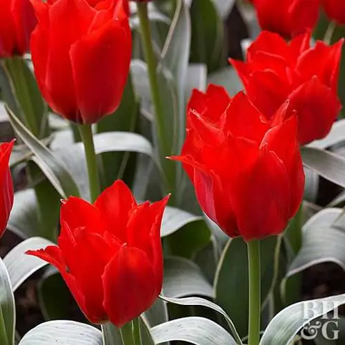 Tulipa greigii 'Rob Verlinden' Tulipa greigii 'Rob Verlinden'