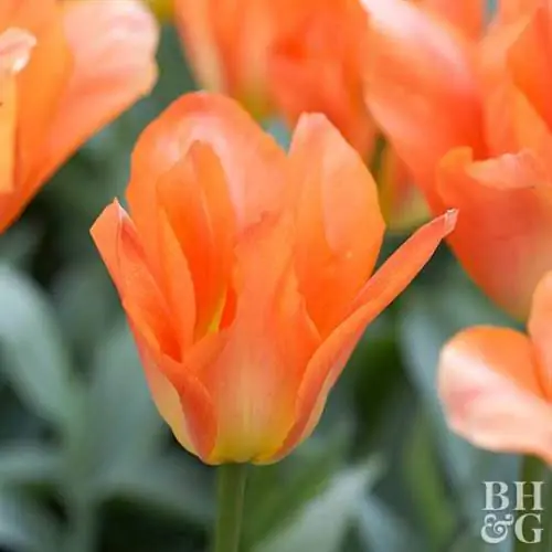 Тюльпан 'Оранжевый император' (Fosteriana Tulip) Тюльпан 'Оранжевый император' (Fosteriana Tulip)