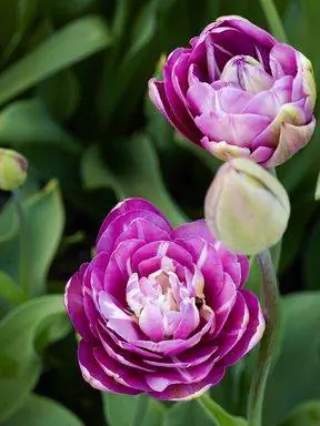 Высокий угол обзора тюльпанов Blue Spectacle