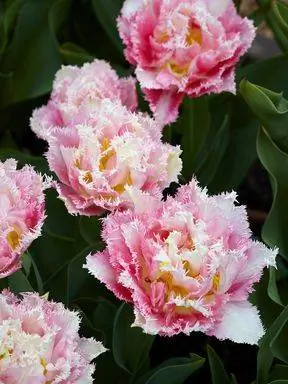 высокий угол обзора розовых цветов, цветущих в саду