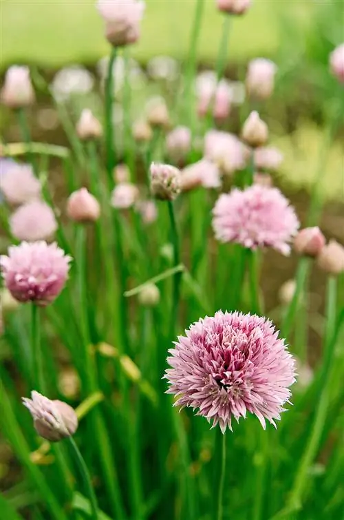 Гроздь зеленого лука