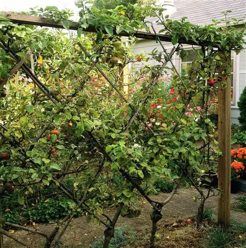 садовая решетка живой забор