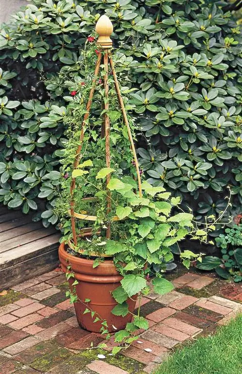 декоративная шпалера в горшке
