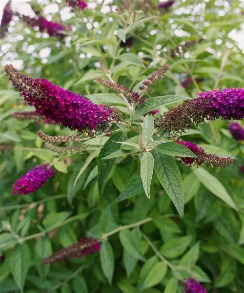 Куст бабочки Buddleia Guinevere