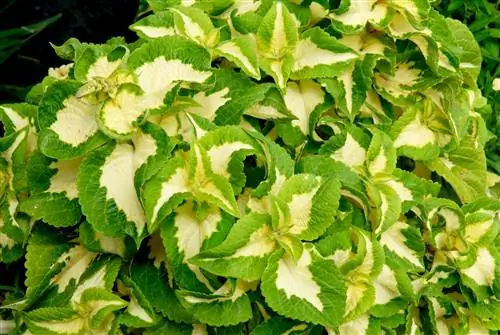 Колеус (Solenostemon 'Versa Green Halo')