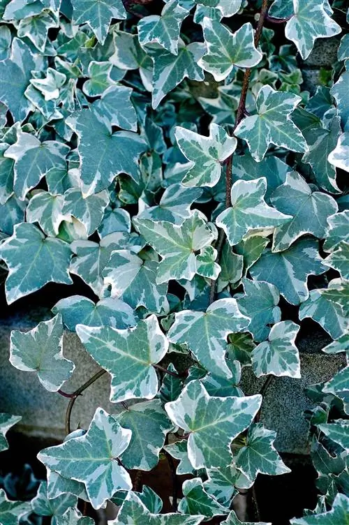 английский плющ Hedera helix 'Glacier'