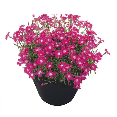 Горшок Dianthus Kahori Scarlet на белом фоне