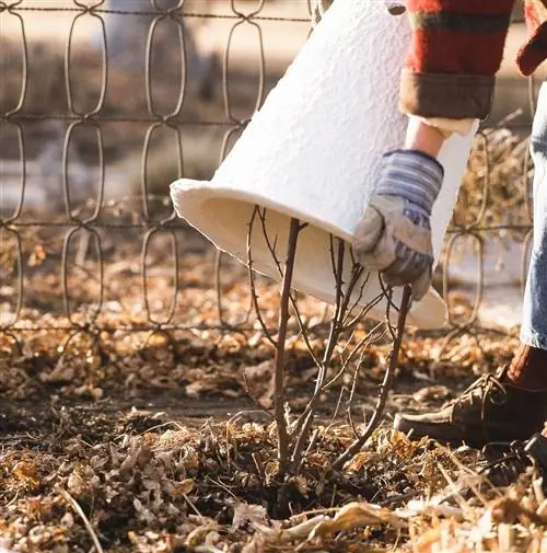 защита кустов перед зимой