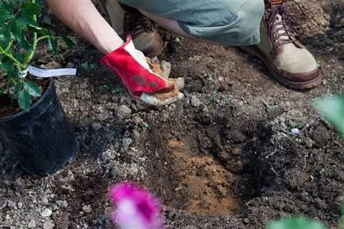 Кровяная мука против костной муки и как удобрять ими растения