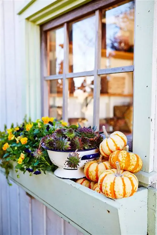 тыквы, суккуленты и осенние цветы