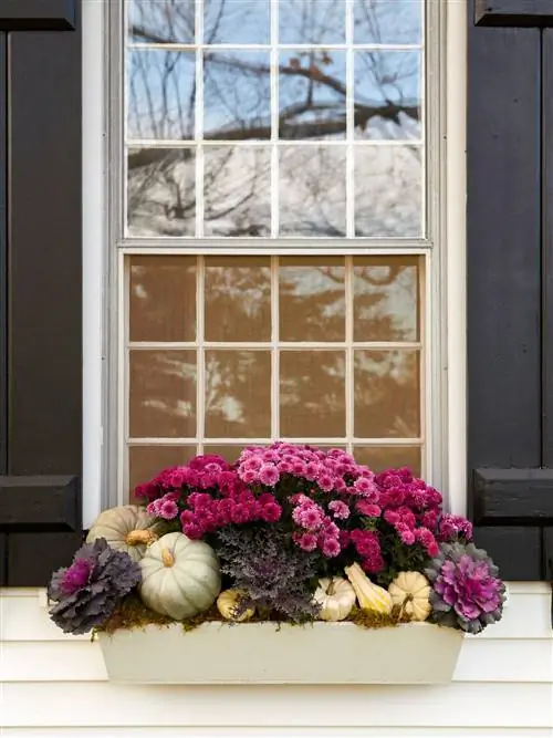 фиолетовые мамы и тыквы в осеннем оконном ящике