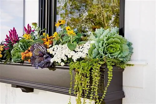 Кашпо на окно с разнообразными растениями