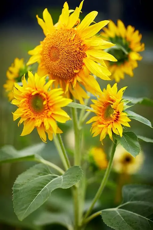 динамичный снимок цветков и листвы подсолнуха