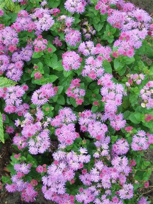 розовые цветы агератума в саду