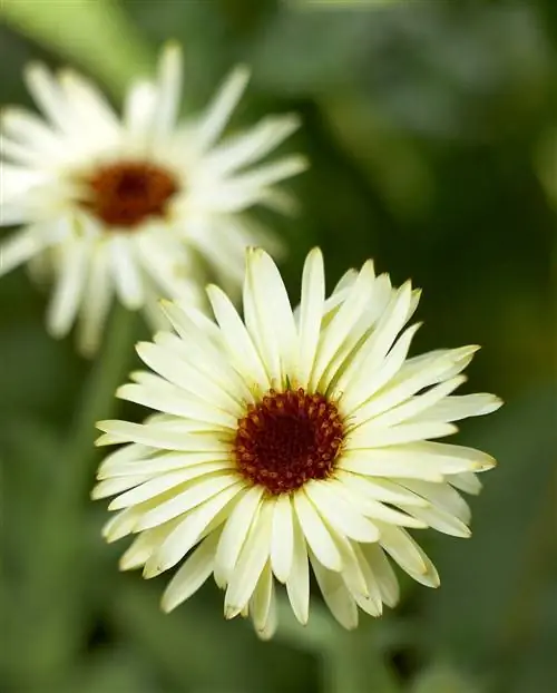 белые однолетние цветы календулы