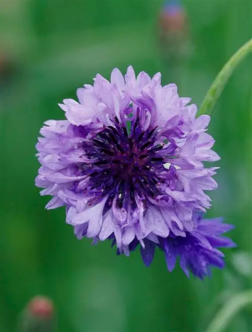 крупный план фиолетового цветка холостяцкой пуговицы