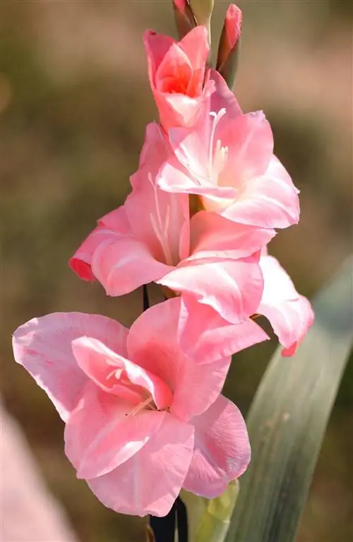 розовые гладиолусы однолетние цветы