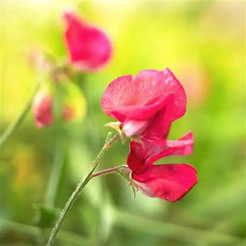 красный душистый горошек цветет