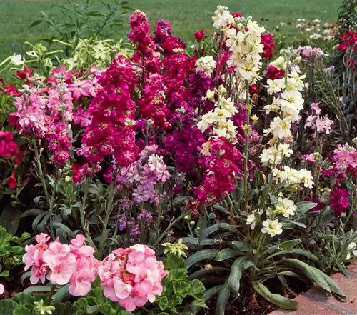 высокие колонны из разноцветных стоковых цветов