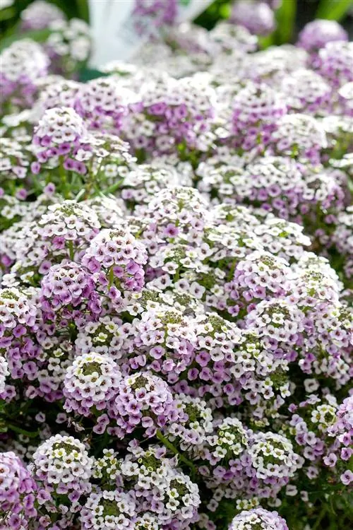 Алиссум сладкий Lobularia 'Blushing Princess'