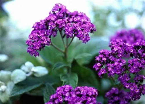 7 ароматных однолетников, которые наполнят ваш сад сладкими ароматами