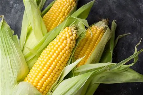вид сверху на свежесобранную кукурузу