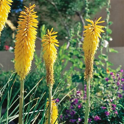 Книфофия Red Hot Poker