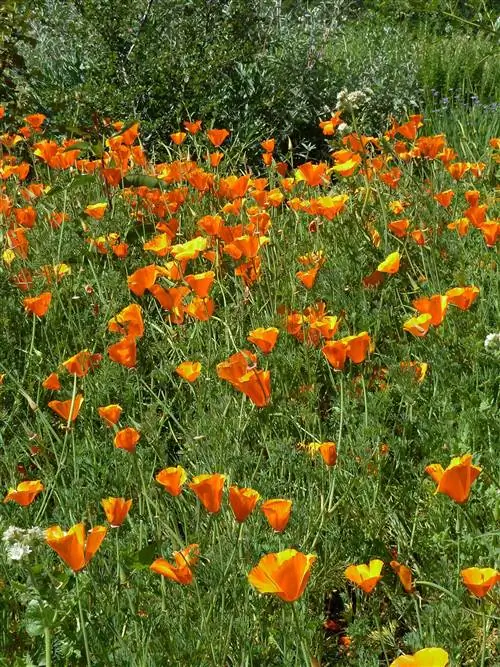 Eschscholzia californica, калифорнийский мак