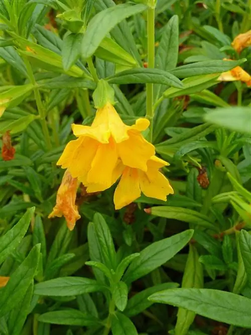 Чашка масла Mimulus aurantiacus