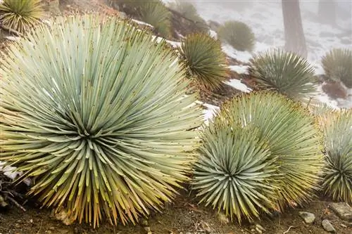 Чапараль Юкка (Hesperoyucca whipplei) растения