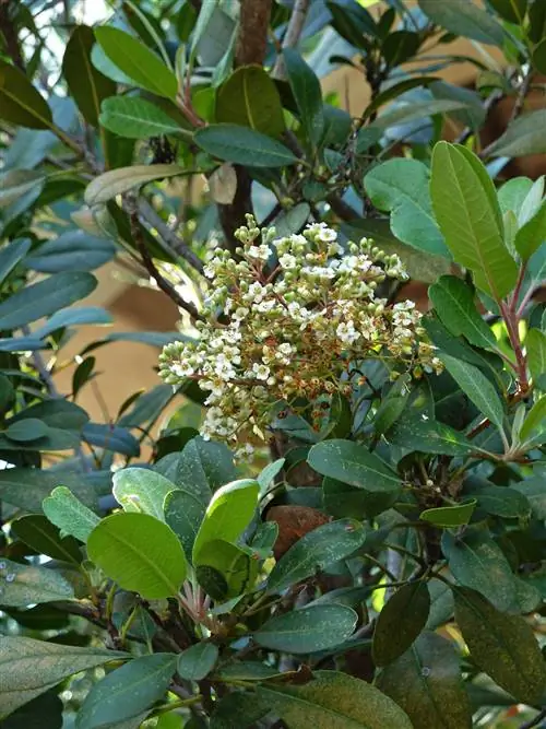 Вечнозеленый кустарник Heteromeles arbutifolia