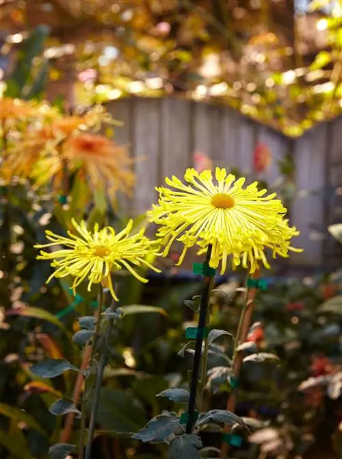 Yellow Spoon Mum Chrysanthemum 'Kimie' в саду