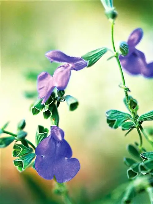 Растение Blue Sage с насыщенно-зелеными листьями