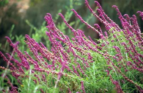 Розовый мексиканский шалфей Salvia leucantha