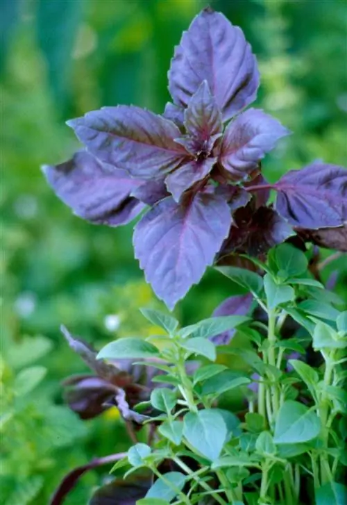 базилик 'Осьмин'