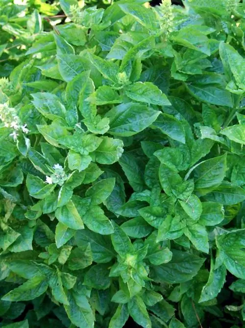 базилик Серрата