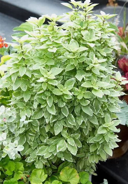 Базилик "Песто Перпетуа"