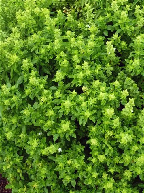 базилик 'Аристотель'