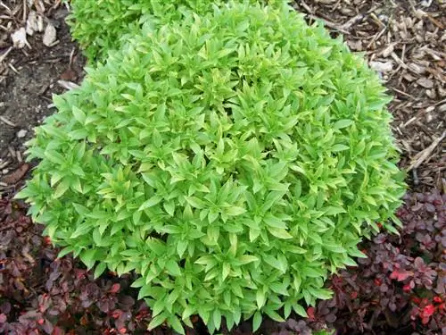 базилик самшитовый